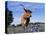 Texas Longhorn Cow, in Lupin Meadow, Texas, USA-Lynn M^ Stone-Premier Image Canvas