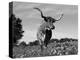 Texas Longhorn Cow, in Lupin Meadow, Texas, USA-Lynn M^ Stone-Premier Image Canvas