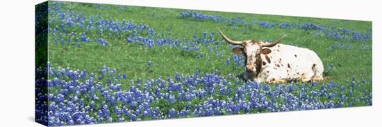 Texas Longhorn Cow Sitting on a Field, Hill County, Texas, USA-null-Premier Image Canvas