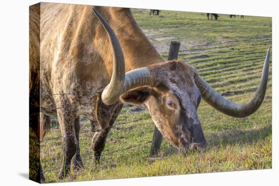 Texas Longhorn, Florida, Usa-Lisa S. Engelbrecht-Premier Image Canvas