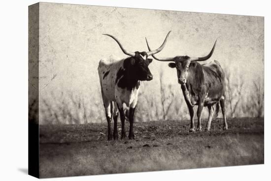 Texas Longhorns Crop-Debra Van Swearingen-Premier Image Canvas