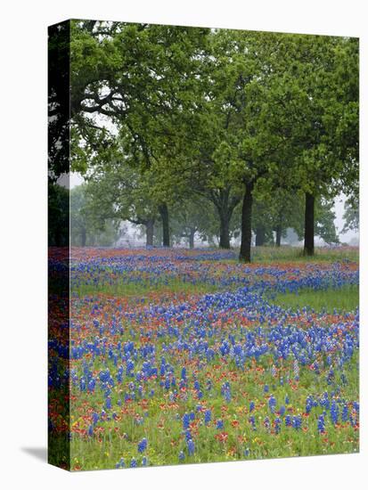 Texas Paintbrush and Bluebonnets Beneath Oak Trees, Texas Hill Country, Texas, USA-Adam Jones-Premier Image Canvas