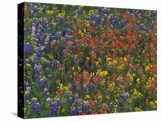 Texas Paintbrush and Bluebonnets with Low Bladderpod, Hill Country, Texas, USA-Adam Jones-Premier Image Canvas