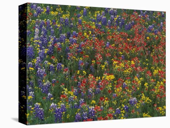 Texas Paintbrush and Bluebonnets with Low Bladderpod, Hill Country, Texas, USA-Adam Jones-Premier Image Canvas