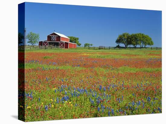 Texas Paintbrush Flowers and Red Barn in Field, Texas Hill Country, Texas, USA-Adam Jones-Premier Image Canvas