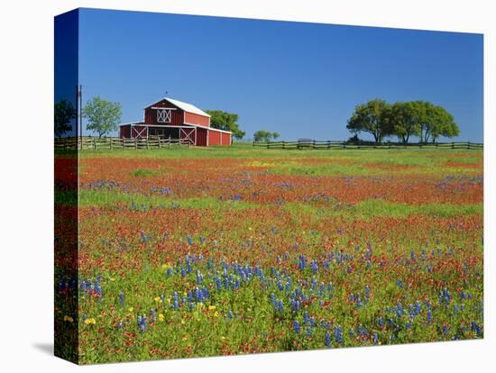 Texas Paintbrush Flowers and Red Barn in Field, Texas Hill Country, Texas, USA-Adam Jones-Premier Image Canvas