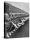 Texas Rangerettes Performing During Inauguration Festivities for Dwight D. Eisenhower-Hank Walker-Premier Image Canvas