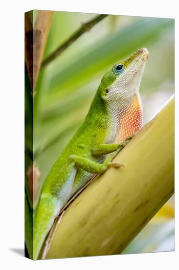 Texas, Sabal Palm Sanctuary. Male Green Anole on Plant-Jaynes Gallery-Premier Image Canvas