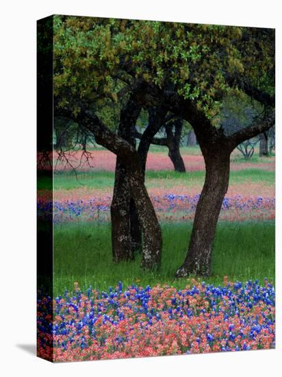 Texas Wildflowers and Dancing Trees, Hill Country, Texas, USA-Nancy Rotenberg-Premier Image Canvas