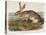 Texian Hare (Lepus Texianus), 1848 (Hand-Coloured Lithograph)-John James Audubon-Premier Image Canvas