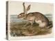 Texian Hare (Lepus Texianus), 1848 (Hand-Coloured Lithograph)-John James Audubon-Premier Image Canvas