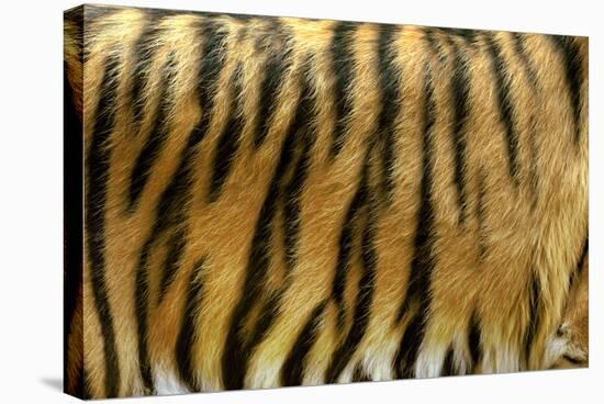 Texture of Real Tiger Skin-byrdyak-Premier Image Canvas