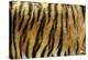 Texture of Real Tiger Skin-byrdyak-Premier Image Canvas