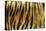 Texture of Real Tiger Skin-byrdyak-Premier Image Canvas