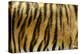 Texture of Real Tiger Skin-byrdyak-Premier Image Canvas