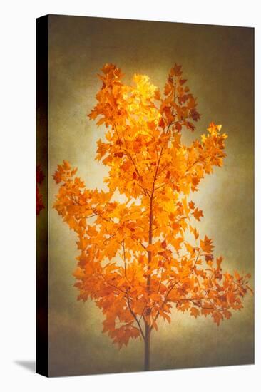Textured Autumn-Philippe Sainte-Laudy-Premier Image Canvas