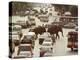 Thai Elephants Maneuver Their Way Through a Bangkok Traffic Jam in Downtown-null-Premier Image Canvas