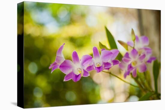 Thai Orchids-Erin Berzel-Premier Image Canvas