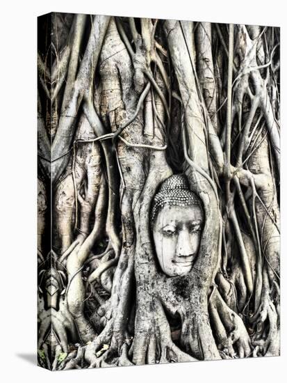 Thailand, Ayutthaya, the head of the sandstone Buddha image in roots of Bodhi tree-Terry Eggers-Premier Image Canvas