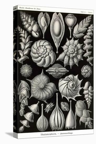 Thalamophora - Forminifera-Ernst Haeckel-Stretched Canvas