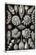 Thalamophora - Forminifera-Ernst Haeckel-Stretched Canvas