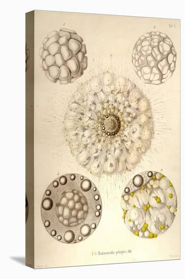 Thalassicolla Pelagica-Ernst Haeckel-Stretched Canvas