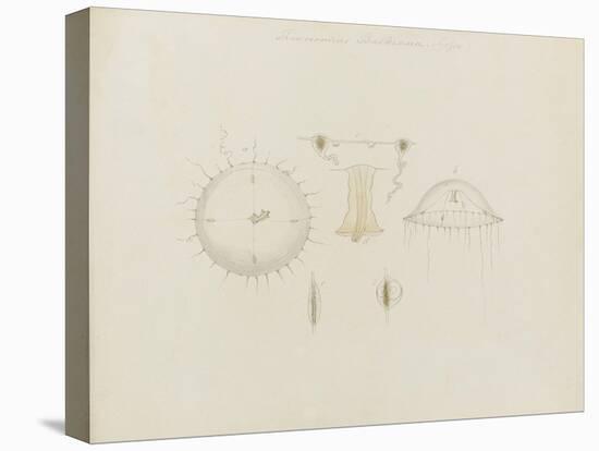 Thaumantias Buskiana (Gosse): Jellyfish-Philip Henry Gosse-Premier Image Canvas