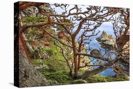 The Abstract And Twisted Lines Of Cypress Branches In Point Lobos State Reserve Near Monterey, CA-Jay Goodrich-Premier Image Canvas