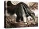 The Anteater-null-Premier Image Canvas