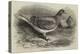 The Antwerp Carrier Pigeon-Thomas W. Wood-Premier Image Canvas