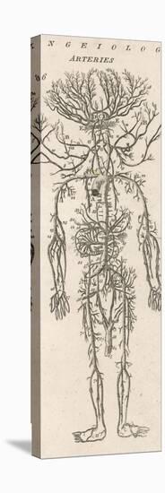 The Arteries of the Human Body-null-Premier Image Canvas