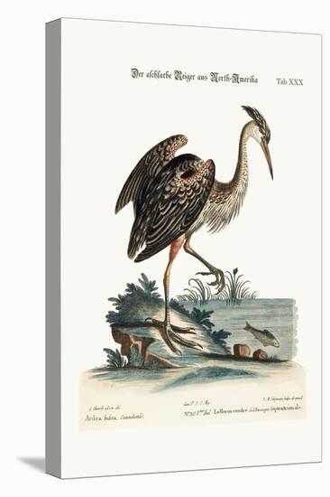 The Ash-Coloured Heron from North-America, 1749-73-George Edwards-Premier Image Canvas