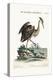 The Ash-Coloured Heron from North-America, 1749-73-George Edwards-Premier Image Canvas