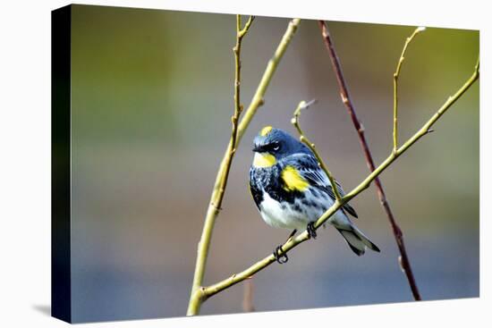 The Audubon's Warbler Is a Small New World Warbler-Richard Wright-Premier Image Canvas