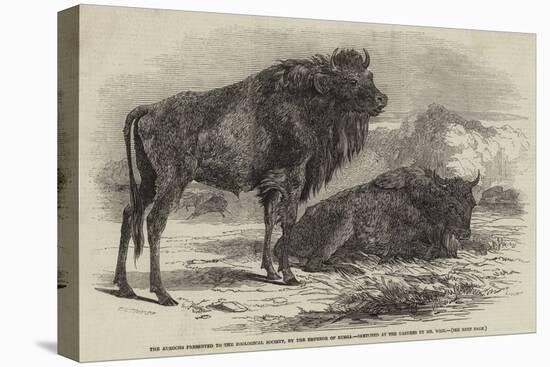 The Aurochs Presented to the Zoological Society, by the Emperor of Russia-Harrison William Weir-Premier Image Canvas
