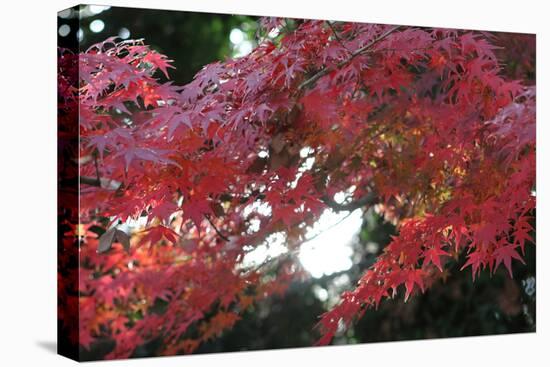 The Autumnal Leaves Which Shine Crimson-Ryuji Adachi-Premier Image Canvas