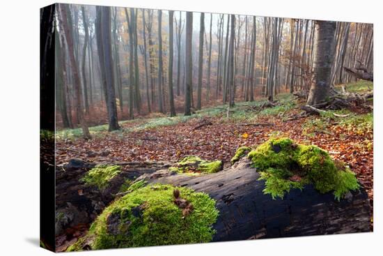 The Baltic Sea, National Park Jasmund, Autumn Forest-Catharina Lux-Premier Image Canvas