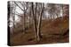The Baltic Sea, National Park Jasmund, Steep Coast, Beech Forest-Catharina Lux-Premier Image Canvas