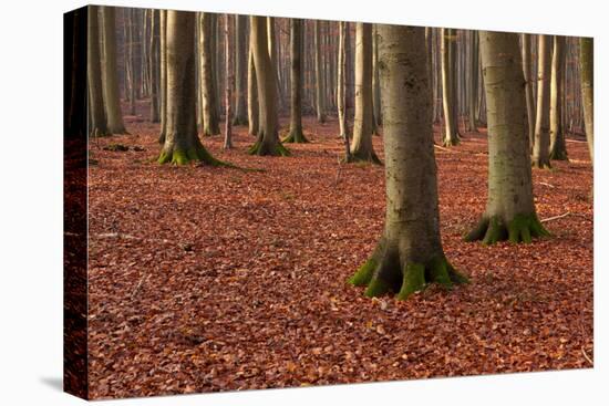 The Baltic Sea, National Park Jasmund, Steep Coast, Beech Forest-Catharina Lux-Premier Image Canvas