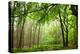 The Baltic Sea, R?gen, Mixed Forest-Catharina Lux-Premier Image Canvas