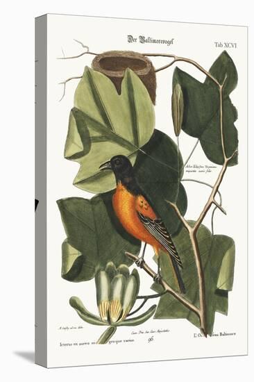 The Baltimore Bird, 1749-73-Mark Catesby-Premier Image Canvas