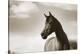 The Bay Mare-Barry Hart-Stretched Canvas