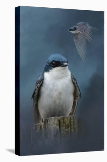 The Beautiful Tree Swallow-Jai Johnson-Premier Image Canvas