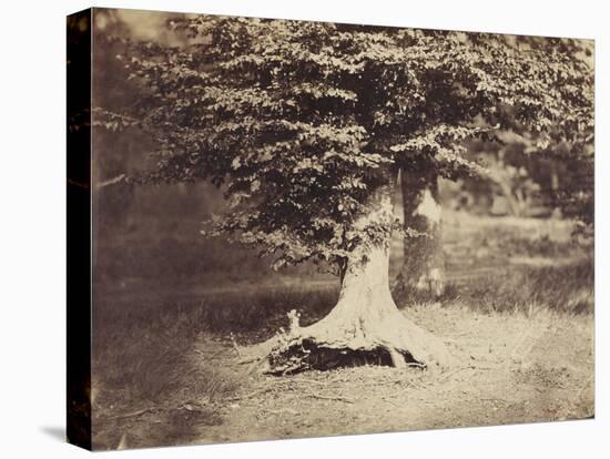 The Beech Tree, c.1855-7-Gustave Le Gray-Premier Image Canvas