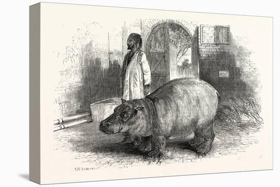 The Behemoth, or Hippopotamus-null-Premier Image Canvas