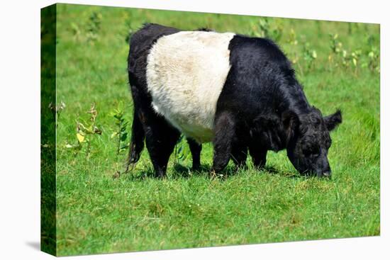 The Belted Galloway-meunierd-Premier Image Canvas