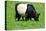 The Belted Galloway-meunierd-Premier Image Canvas