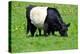 The Belted Galloway-meunierd-Premier Image Canvas