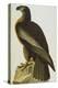 The Bird of Washington Bald Eagle (Haliaeetus Leucocephalus), Plate XI, from 'The Birds of America'-John James Audubon-Premier Image Canvas