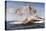 The Birth of Venus-Alexandre Cabanel-Premier Image Canvas